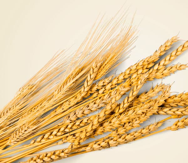 Formación online en TCA para profesionales y familias